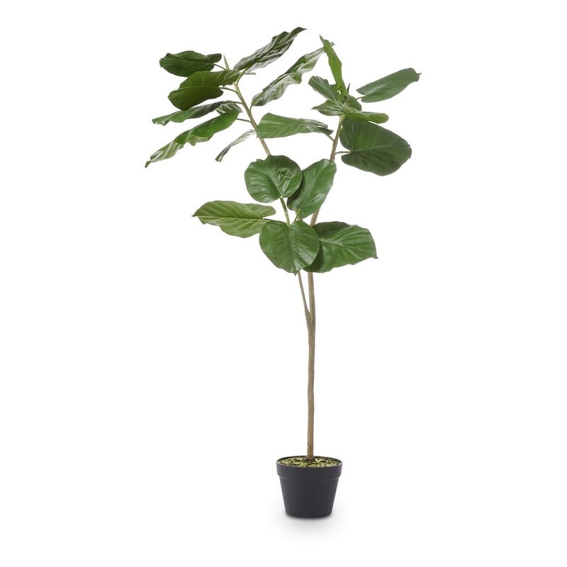 Potted 3 Stem Potted Ficus