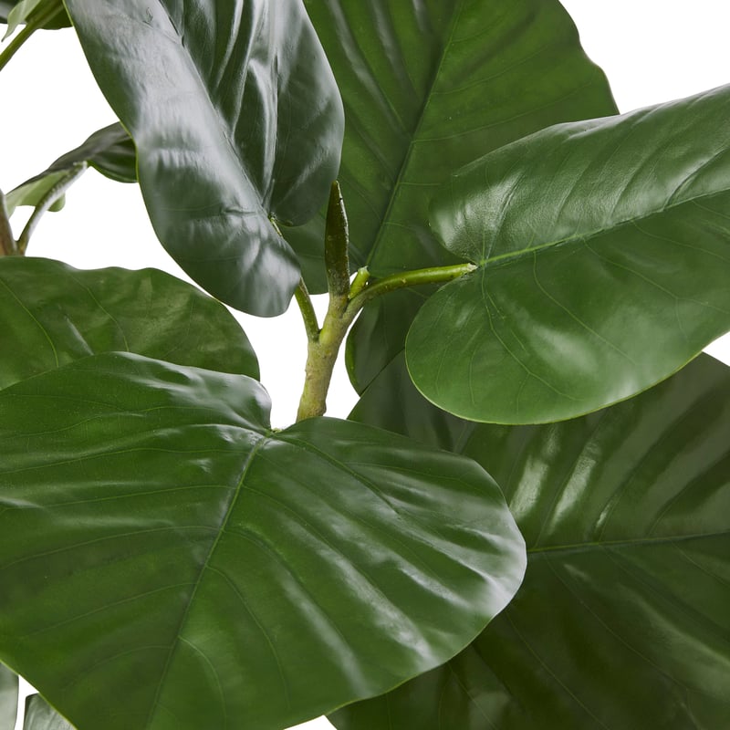 Potted 3 Stem Potted Ficus