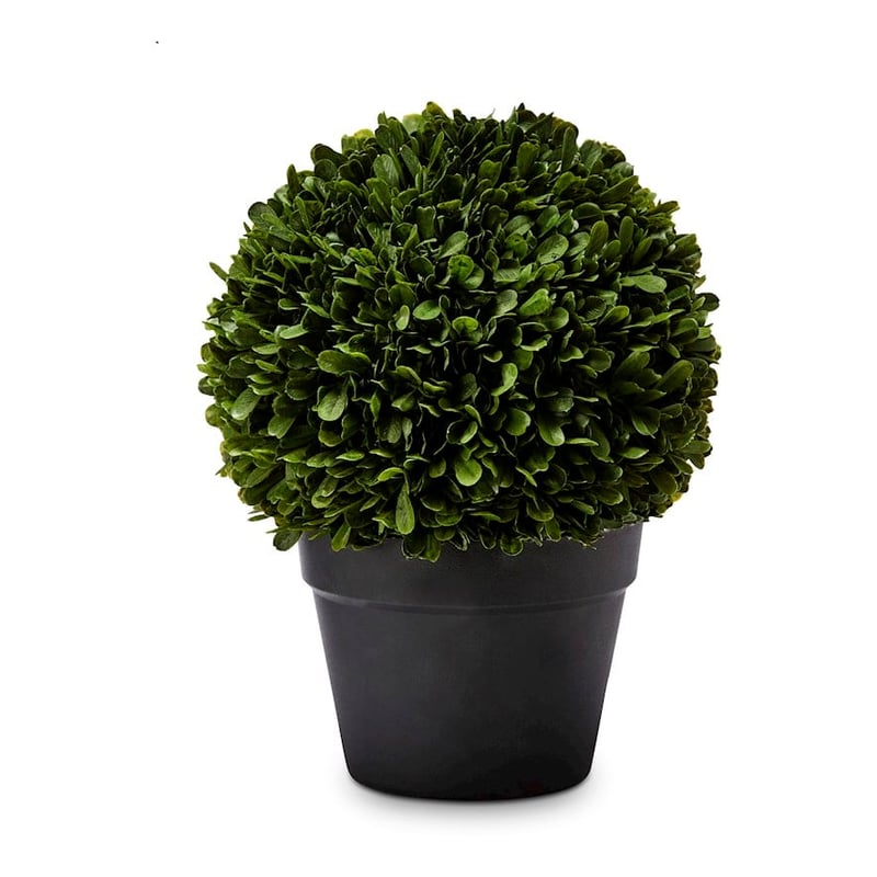 Potted Green Buxus Plant