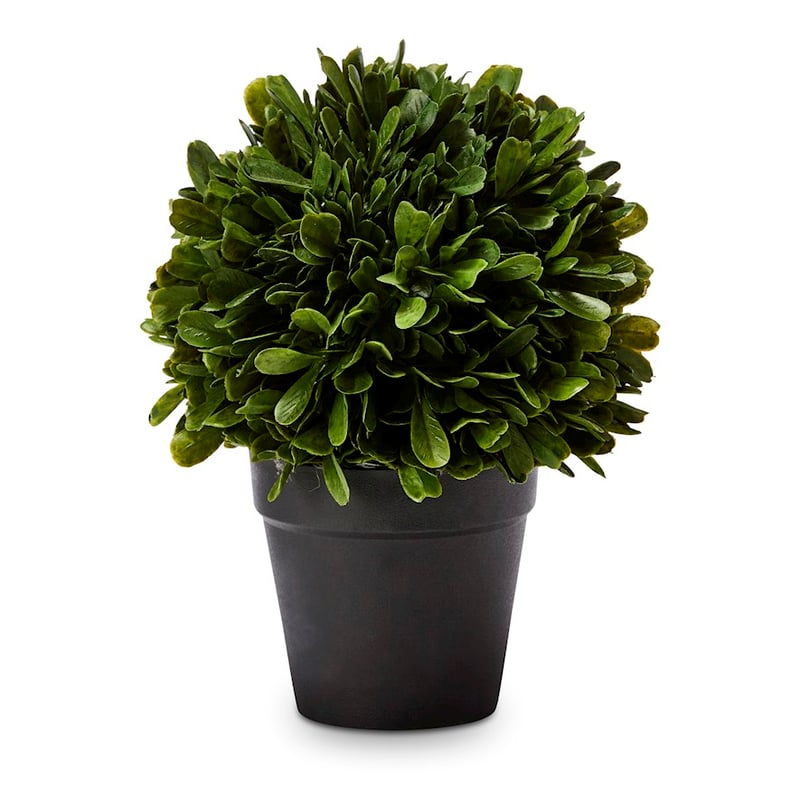 Potted Green Buxus Plant