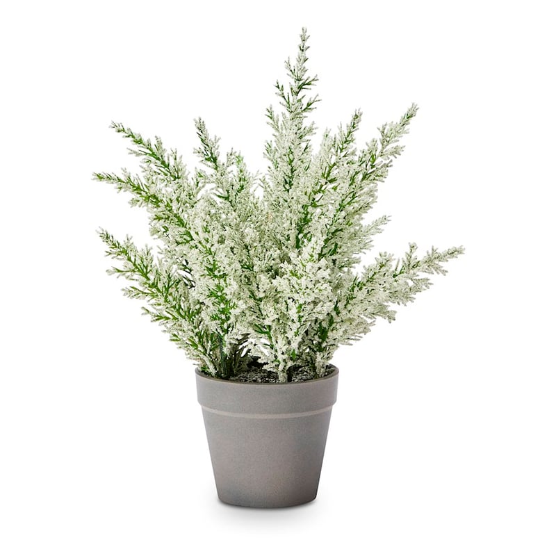 Flowering Heather Potted Plant