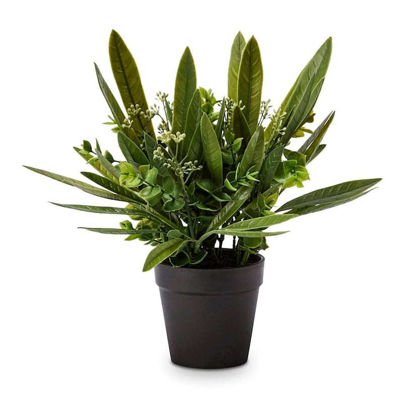 Eucalyptus Green Potted Fern