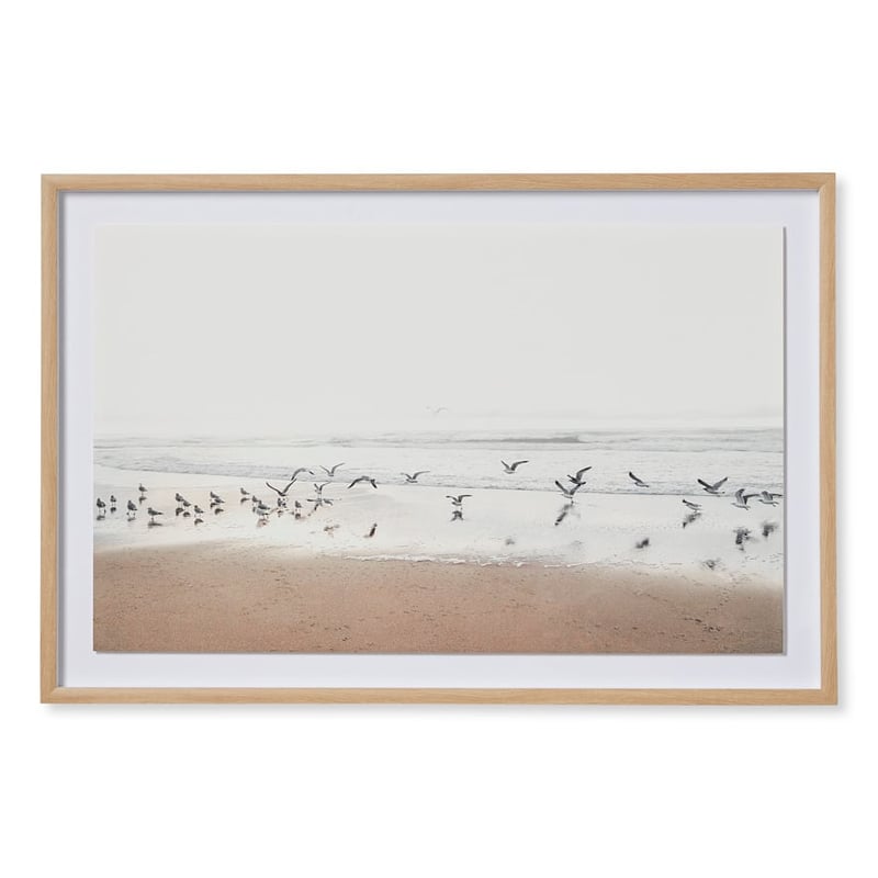 Flinders Sea Birds Framed Wall Art