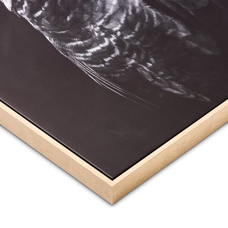 Flora & Fauna Midnight Cockatoo Canvas