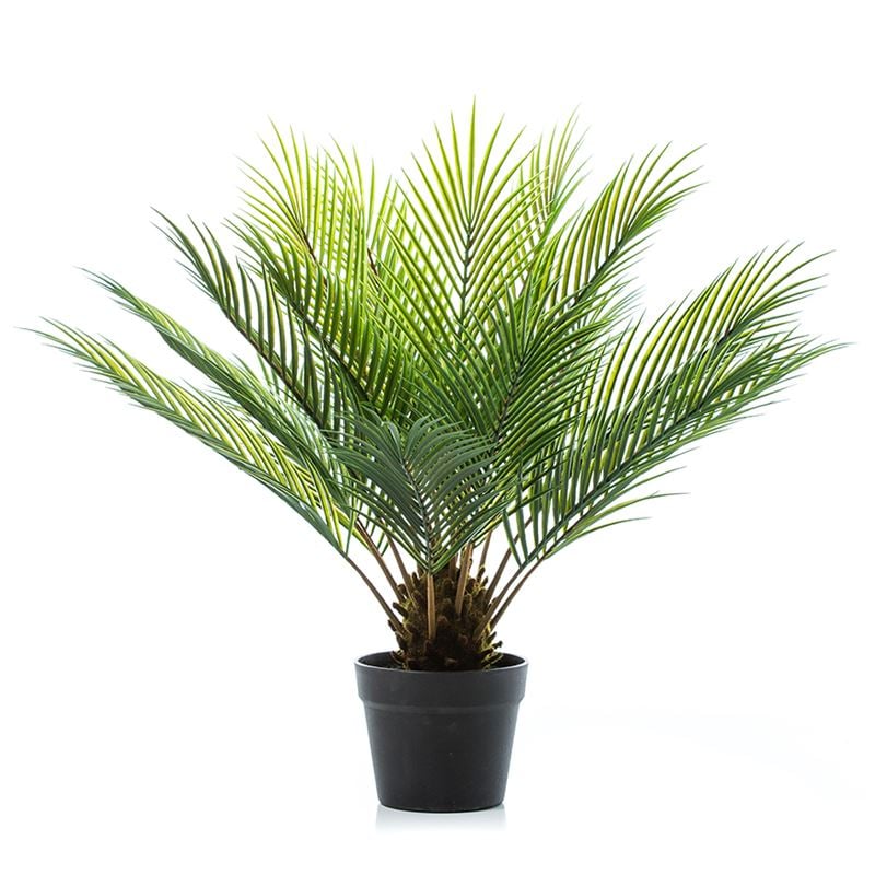 Canning Plant Fern 
