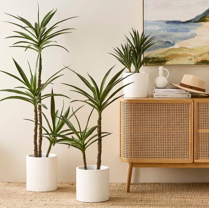 Heneken Potted Plant 183cm