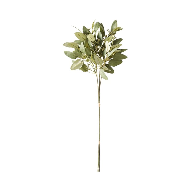 Native Green Eucalyptus Seed Stem
