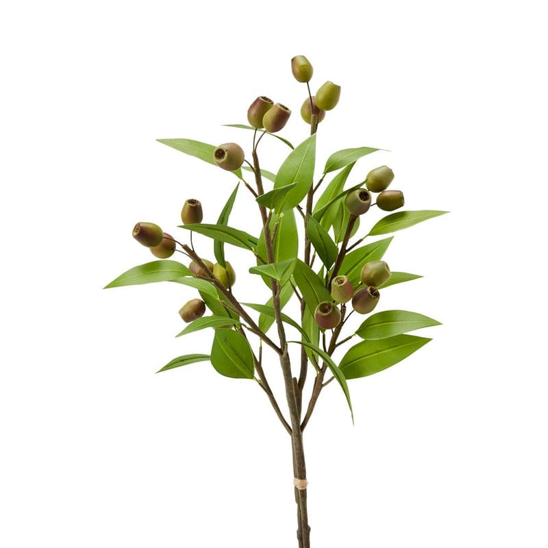 Botanical Green Gum Nuts Stem