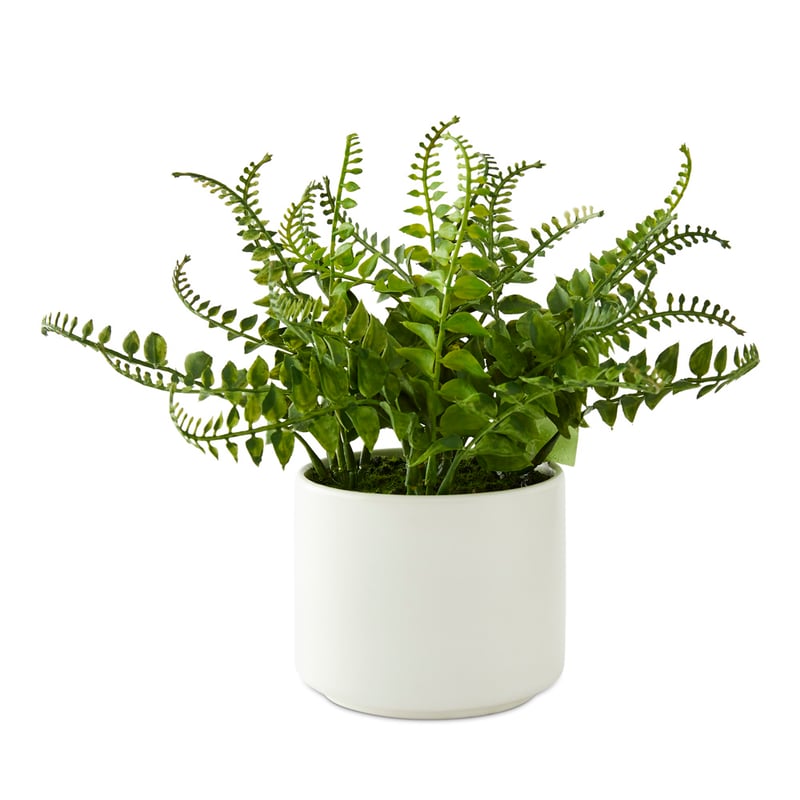 Amour Fern Green & White Potted Plant