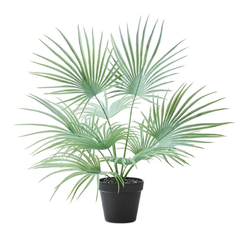Green Fan Palm 56cm