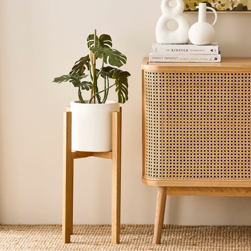 Staked Monstera 50cm