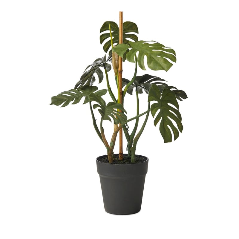 Staked Monstera 50cm
