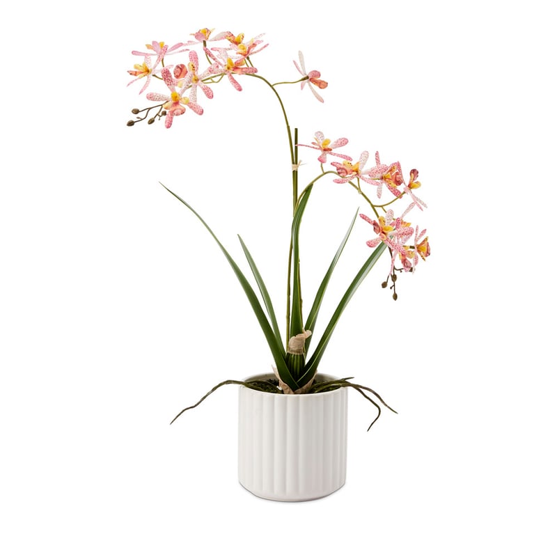 Potted Pink Spider Orchid