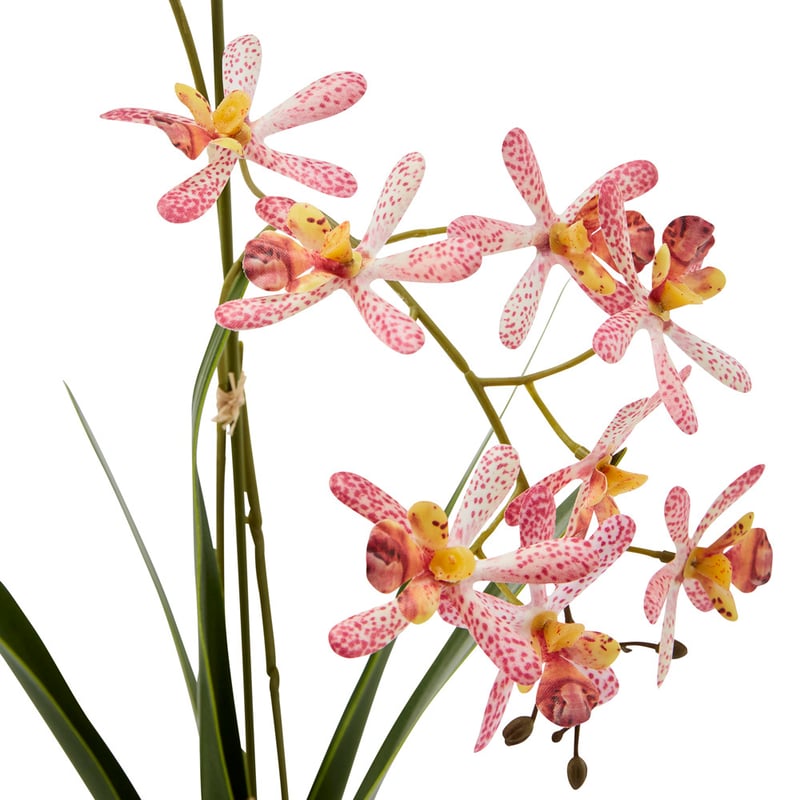 Potted Pink Spider Orchid