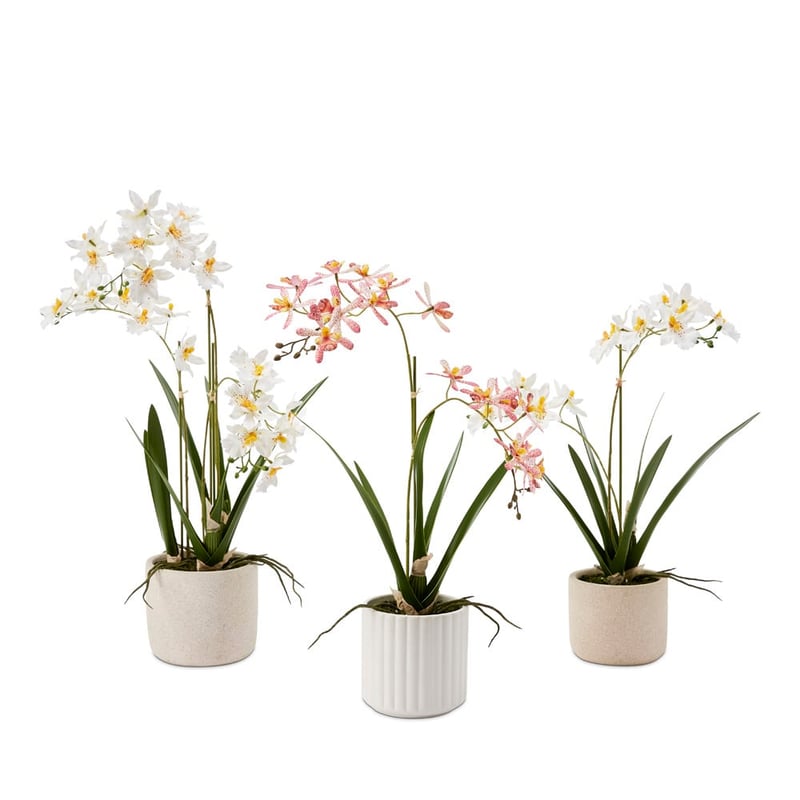 Potted White Spider Orchid