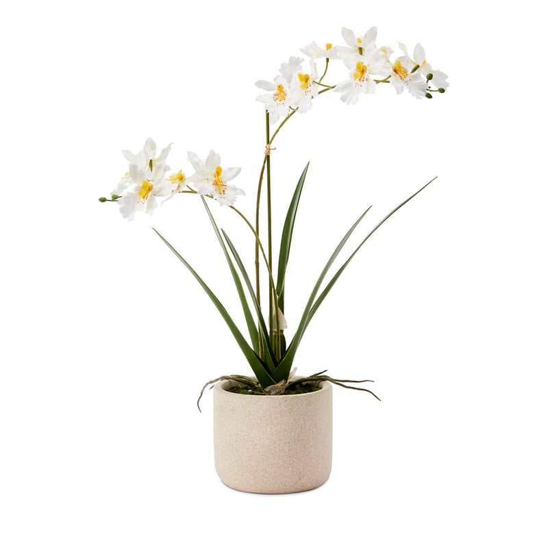 Potted White Spider Orchid