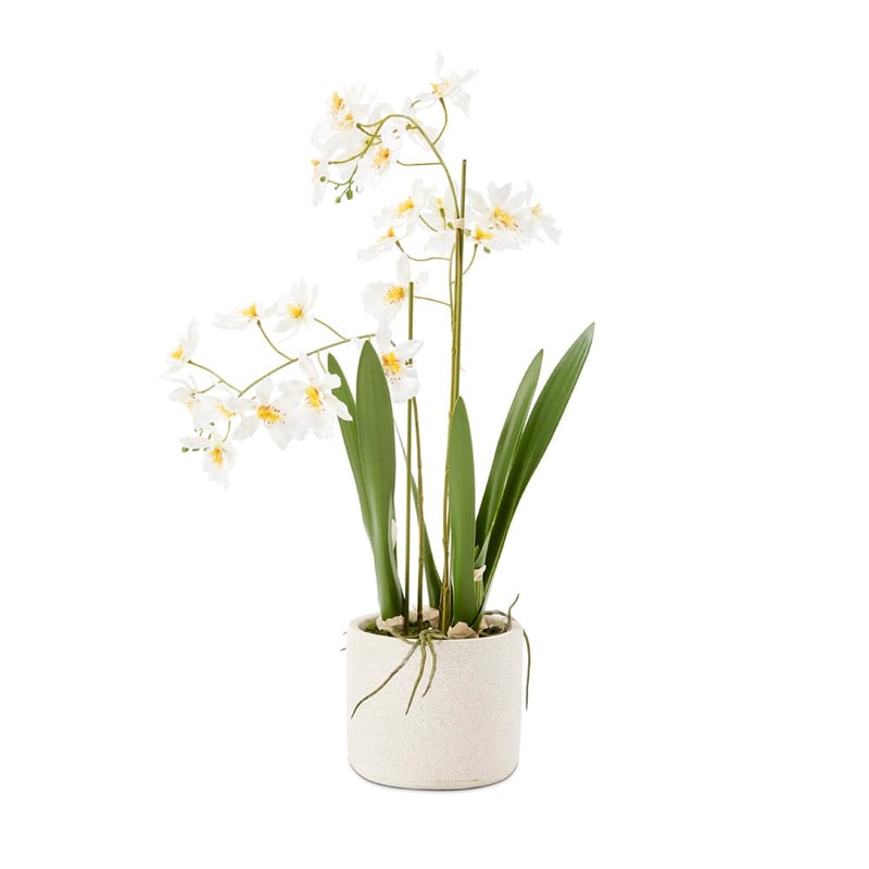 Potted White Spider Orchid