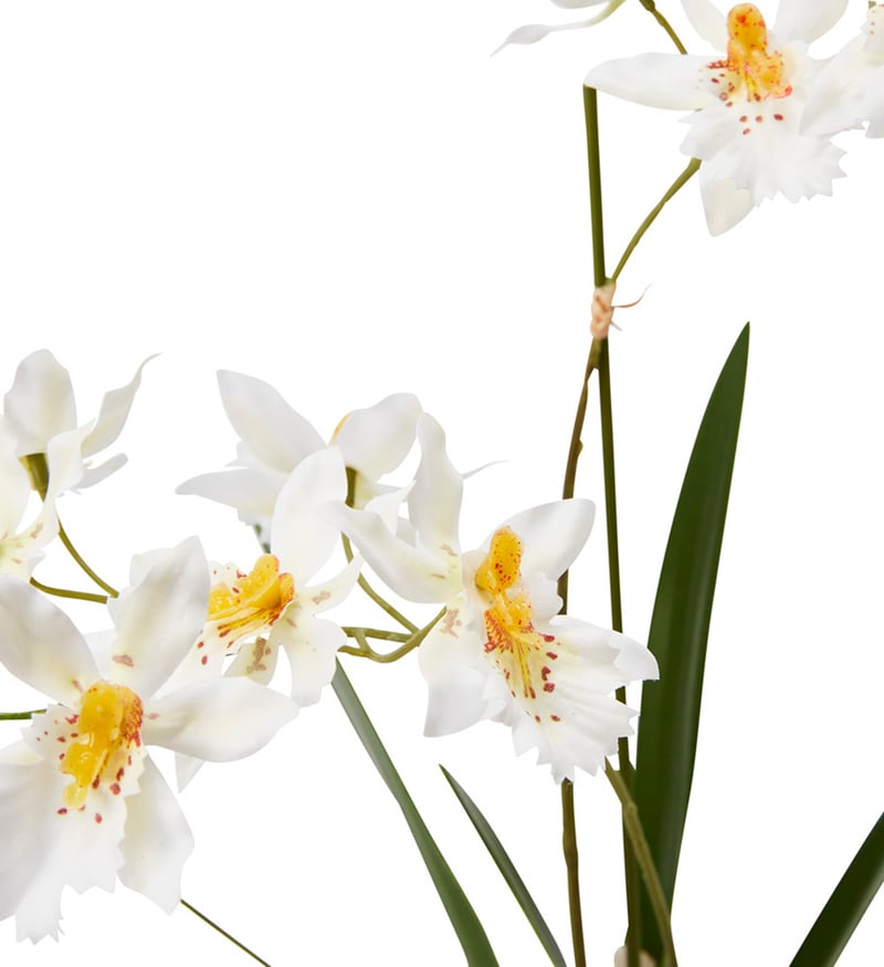 Potted White Spider Orchid