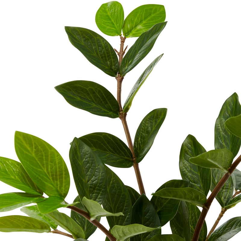 Potted Green Zanzibar