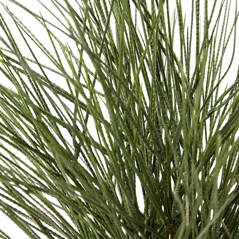 Potted Green Ornamental Grass