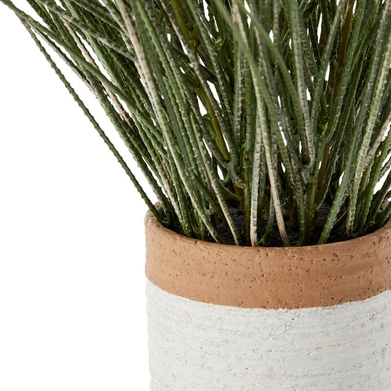 Potted Green Ornamental Grass