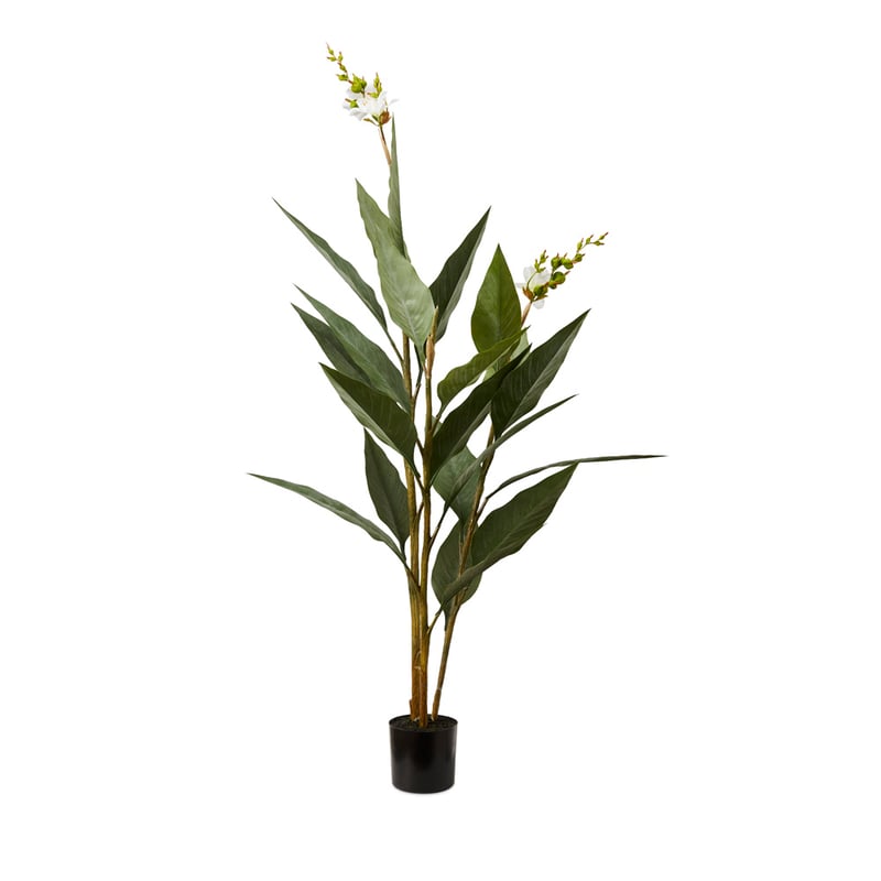 Potted Ginger Green Plant