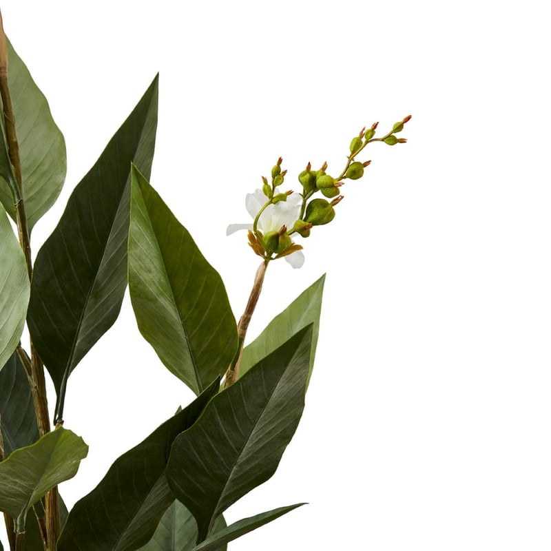 Potted Ginger Green Plant