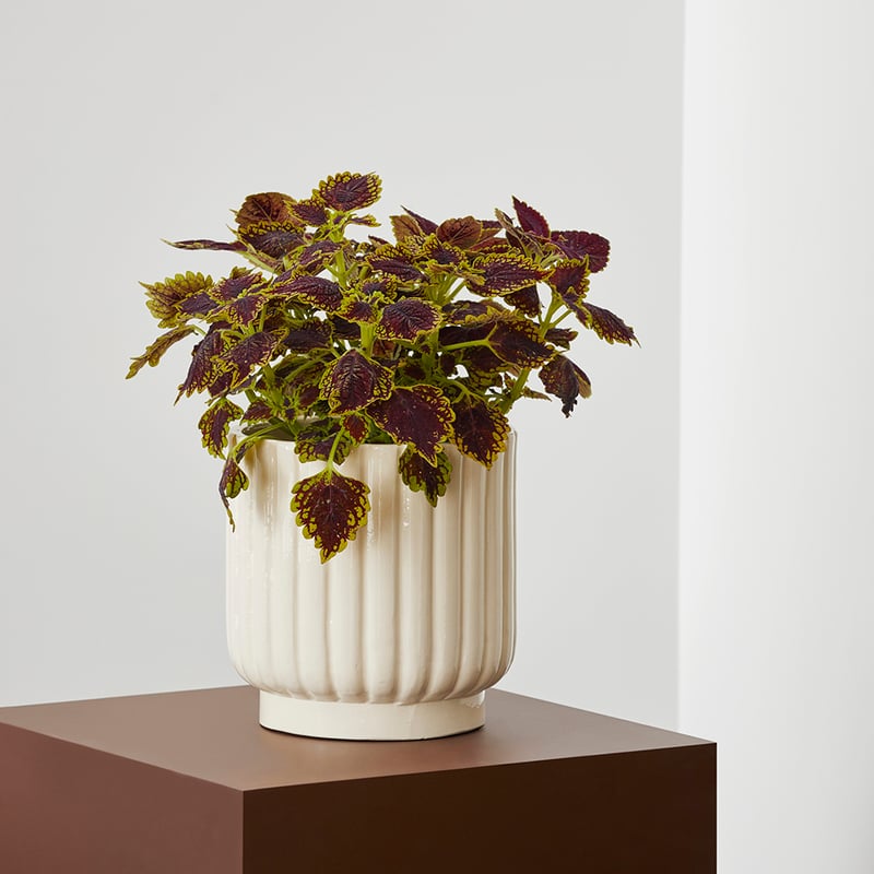 Ribbed Curved Cream Pot