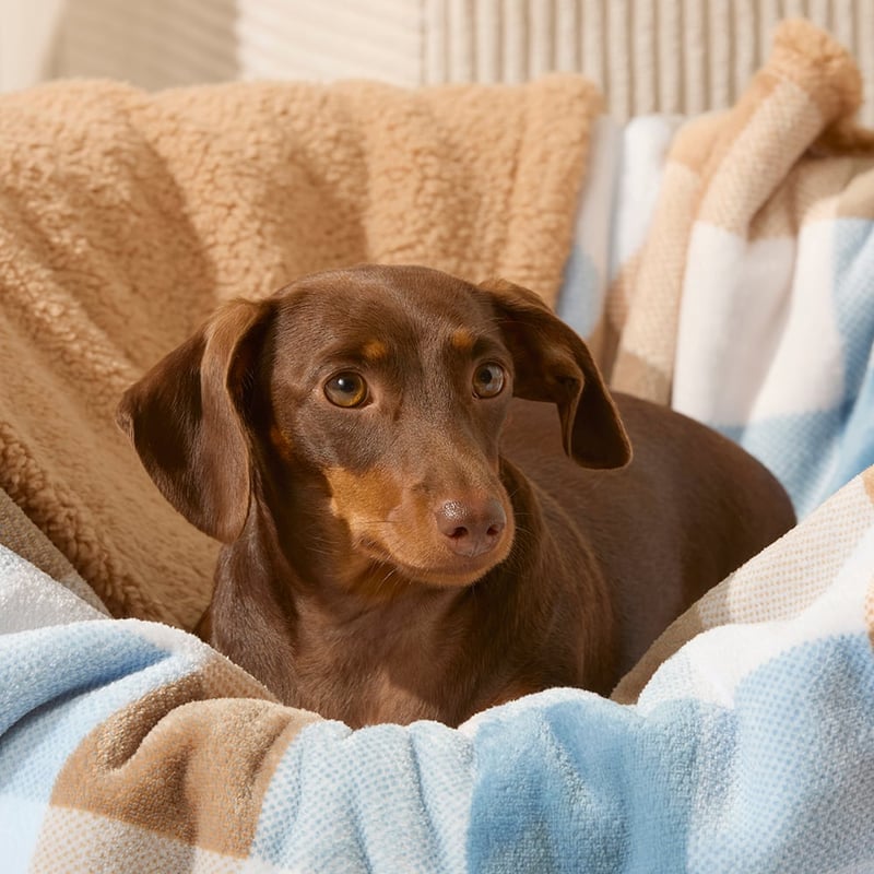 Maisy Bailey Check Pet Blanket