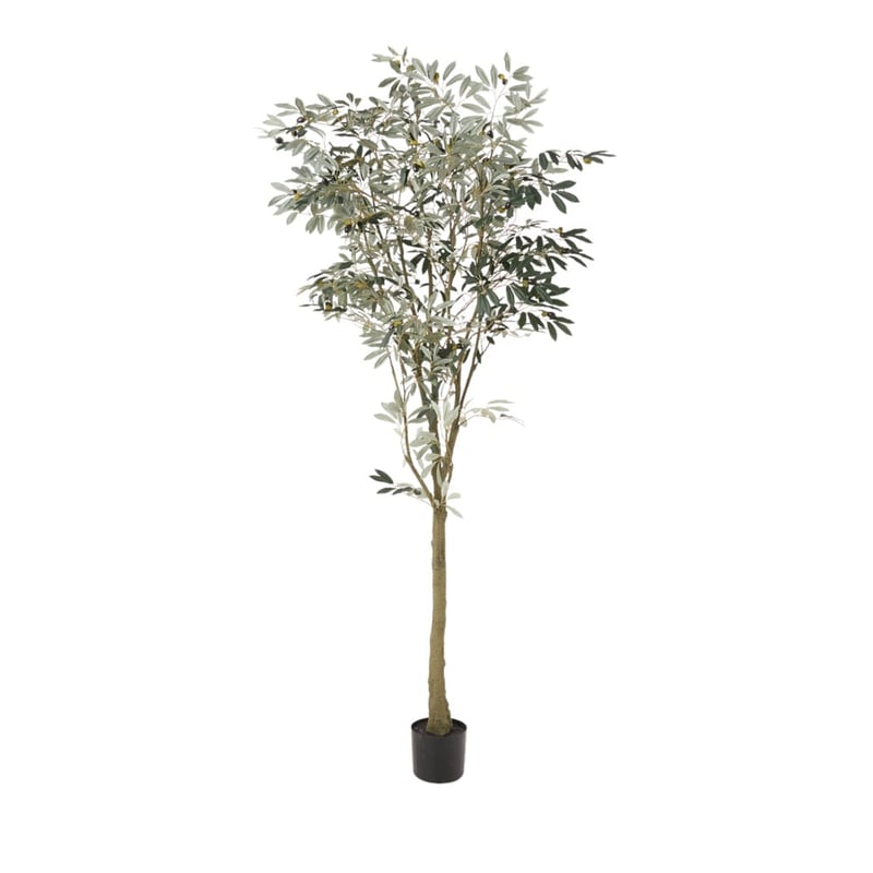 Potted Olive Tree