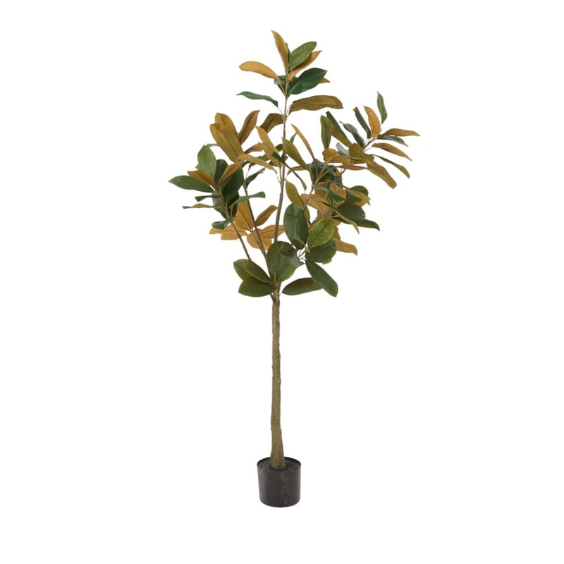 Potted Green Magnolia Tree 150cm