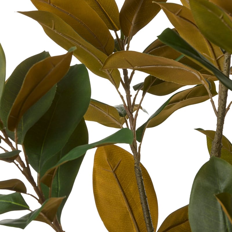 Potted Green Magnolia Tree 150cm