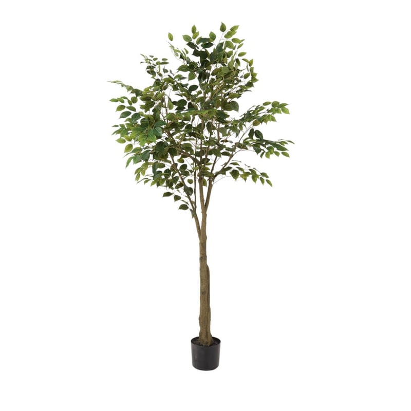 Green Weeping Ficus