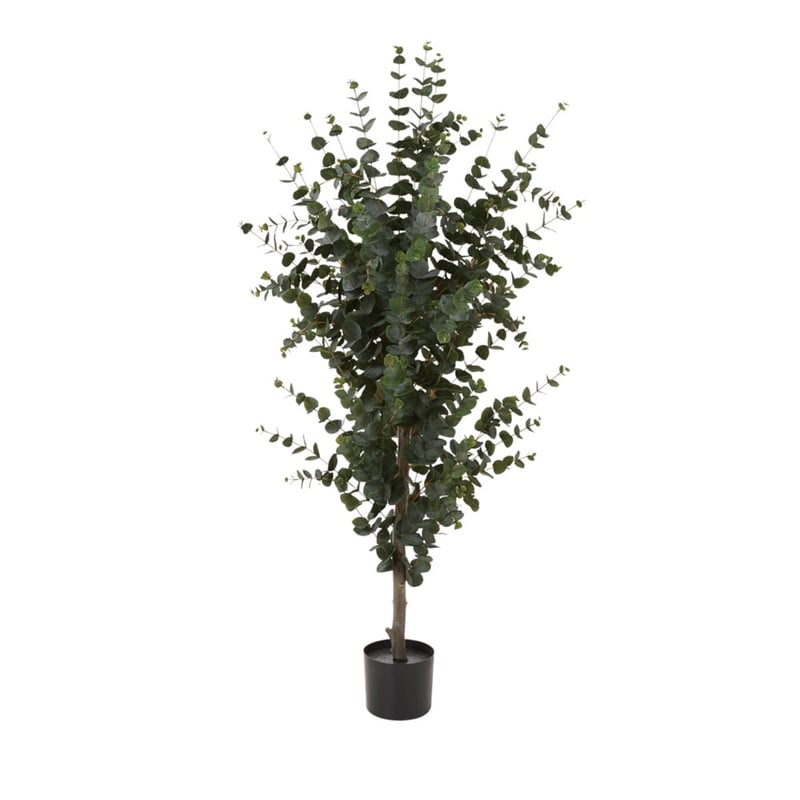 Potted Silver Green Eucalyptus 155cm