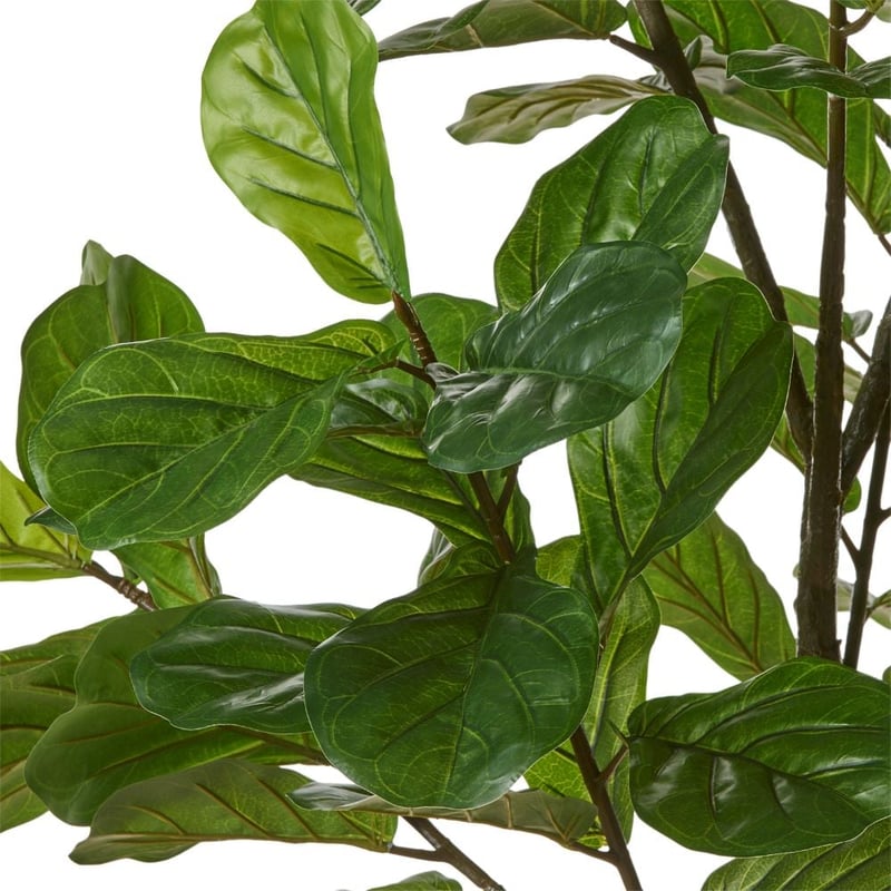 Fiddle Fig Potted Plant 185cm