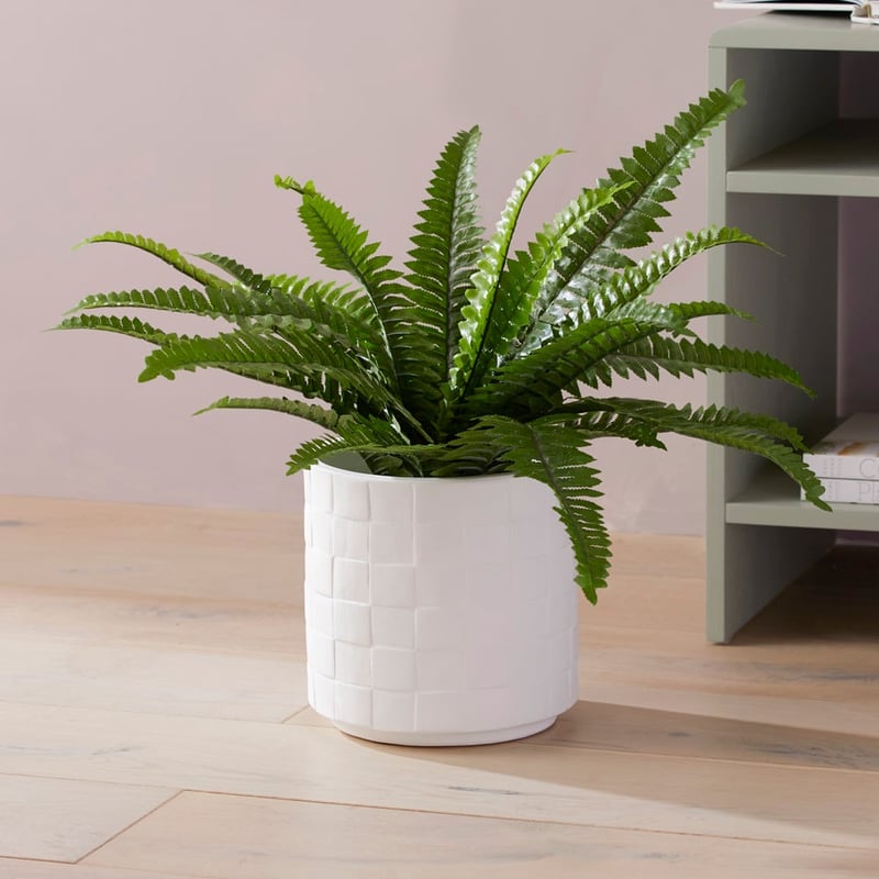 Potted Green Boston Fern