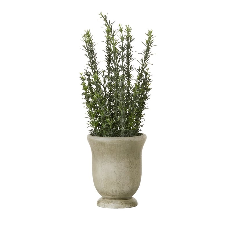 Green Potted Rosemary