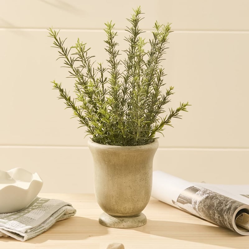 Green Potted Rosemary