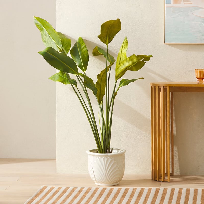 Green Potted Banana Leaf