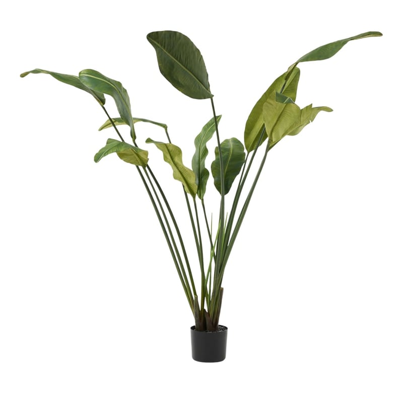 Green Potted Banana Leaf