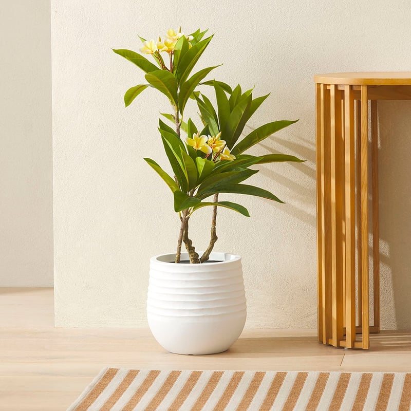 Green & White Potted Frangipani
