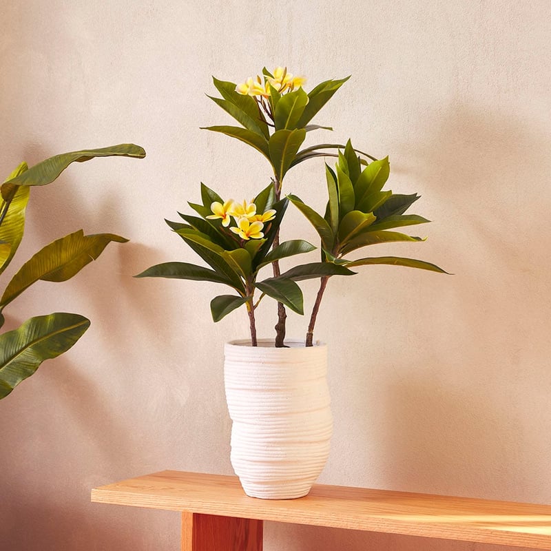 Green & White Potted Frangipani
