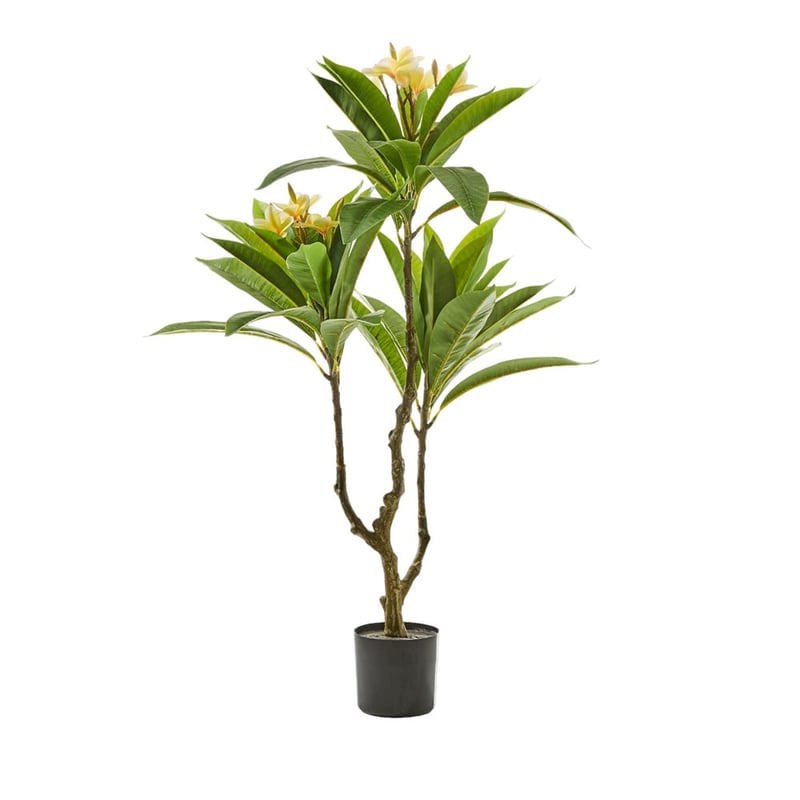 Green & White Potted Frangipani