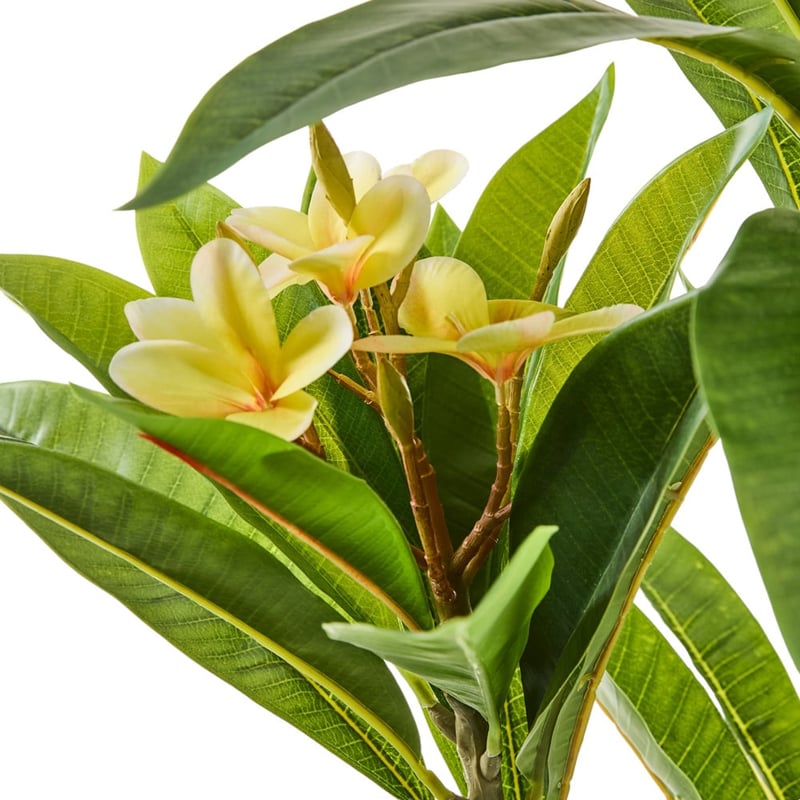 Green & White Potted Frangipani
