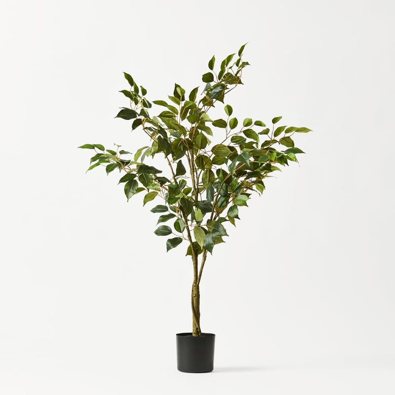 Green Weeping Ficus