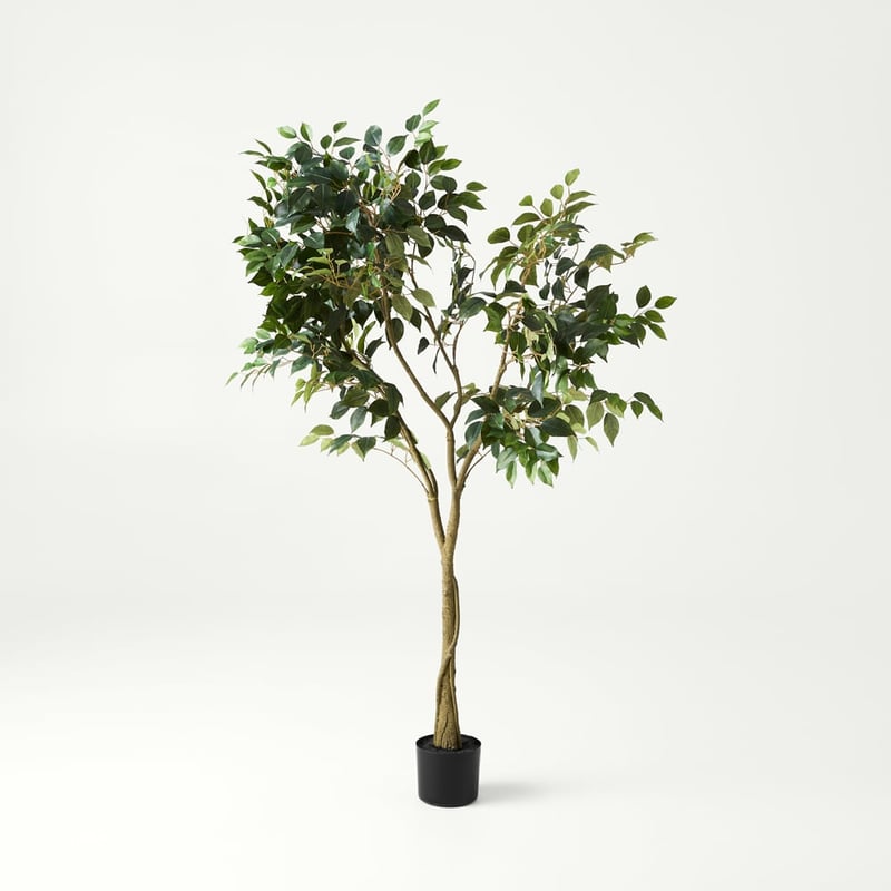 Green Weeping Ficus