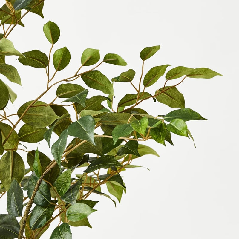 Green Weeping Ficus