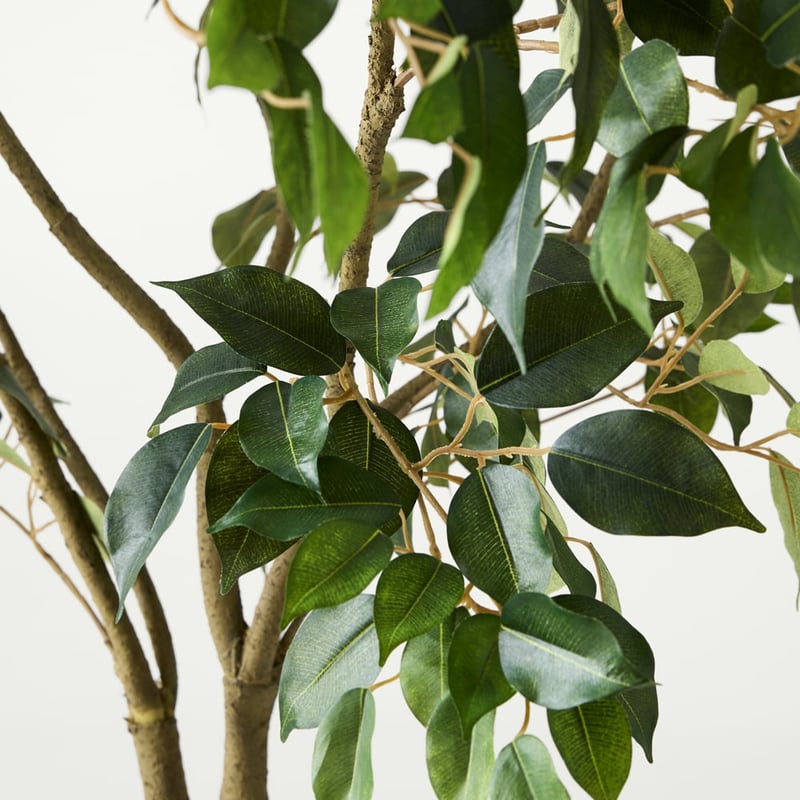 Green Weeping Ficus