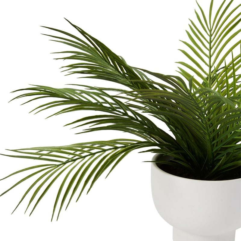 Potted White & Green Anemone