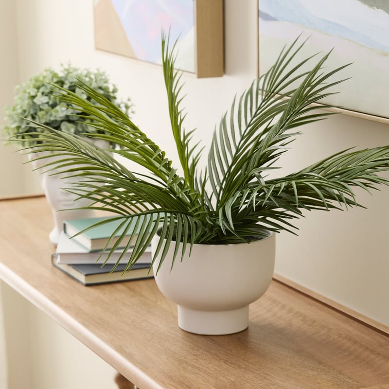 Potted White & Green Anemone